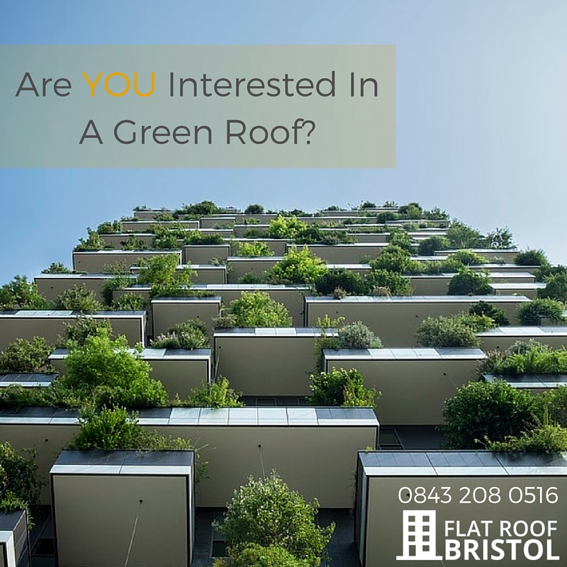 green roof contractors Bristol